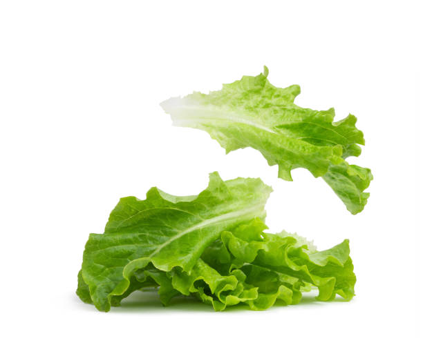 istock lettuce leaves on white isolated background 1430421405