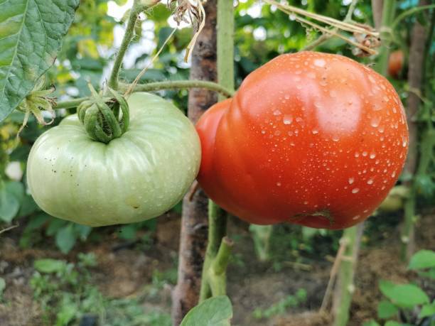 istock Tomatoes in the garden 1430424446