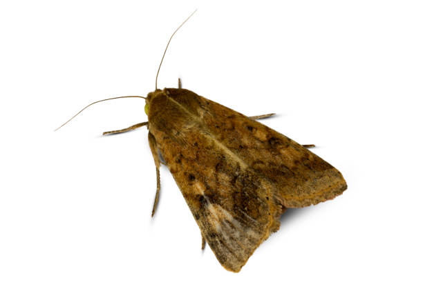 2,000+ Free Moth & Insect Images - Pixabay