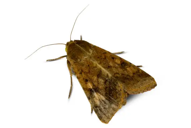 Photo of Moth isolated on white background, macro photo.