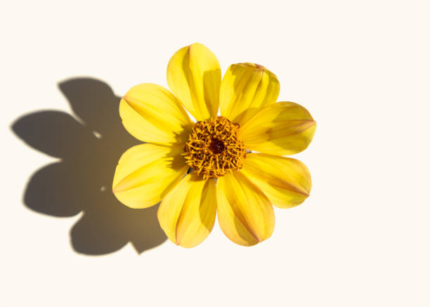 istock A beautiful single dahlia flower on a white background casts hard shadows. Minimalism, simplicity, 1430429555