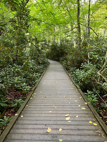 Wooden steps and boardwalk in forest