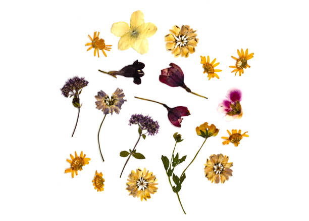 Group of dried pressed flowers isolated on blue background. Botanical Elements for scrapbooking or decoration art.