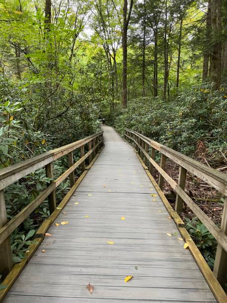 istock Wooden Boardwalk and Steps in Delaware Water Gap 1430429924