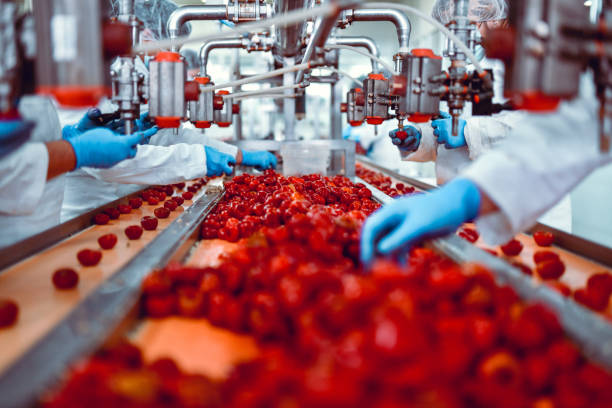 modern food plant teeming with work while workers sort cherry peppers for cheese stuffing - assemblagelijn fotos stockfoto's en -beelden
