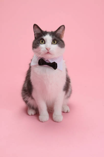 istock Grey and White Cat Sits on Pink Backdrop in Bowtie 1430434207