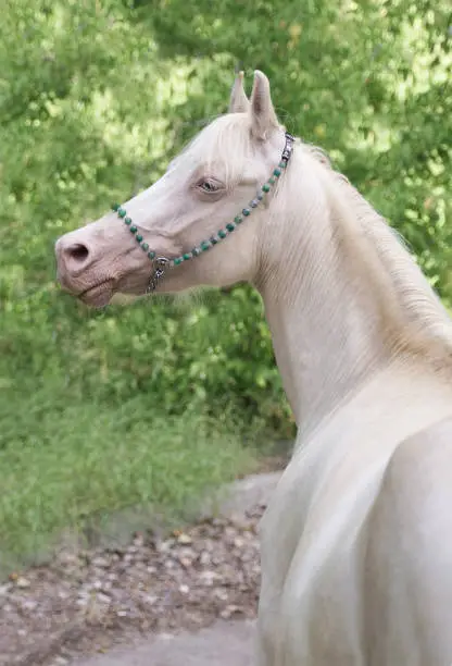 Beautiful blue-eyed mare of cremello suit, Welsh pony breed