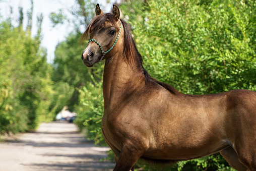 Photo of an imposing brown stallion grazing at a beautiful farm. Other horses are behind it.