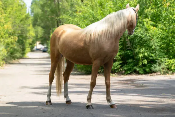 Full length photo of a Welsh pony of a palomino color. A well-fed Welsh pony of palomino color glistens in the sun