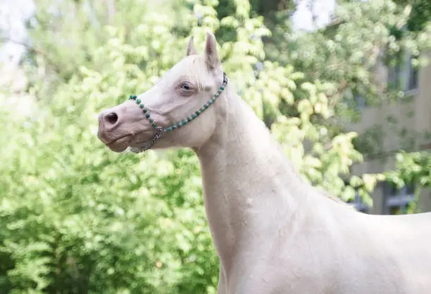 Beautiful blue-eyed mare of cremello suit, Welsh pony breed