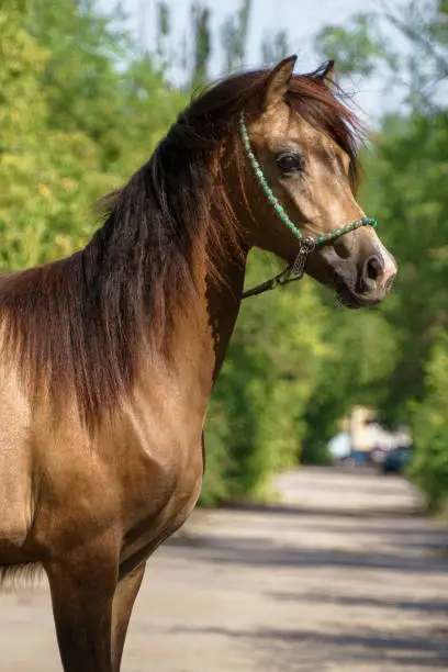 Portrait of a young sooty-buckskin horse of the Welsh pony breed