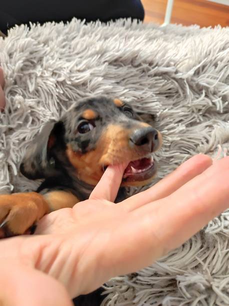 istock adorable merle colored dachshund puppy 1430435195