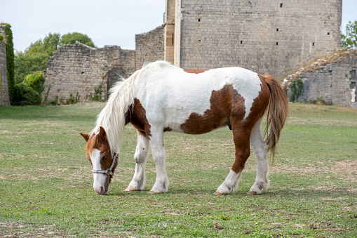 Medieval Puivert castle, Aude, Occitanie, South France. Pony grazing at internal area