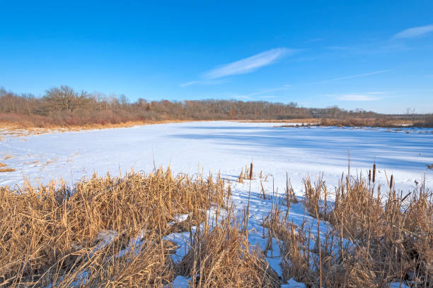 pantano de humedales en invierno - frozen cold lake reed fotografías e imágenes de stock