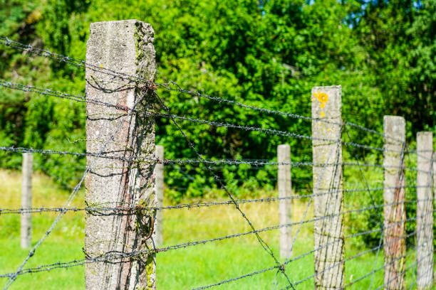 istock a sunlit barbed wire fence with old concrete posts 1430439335