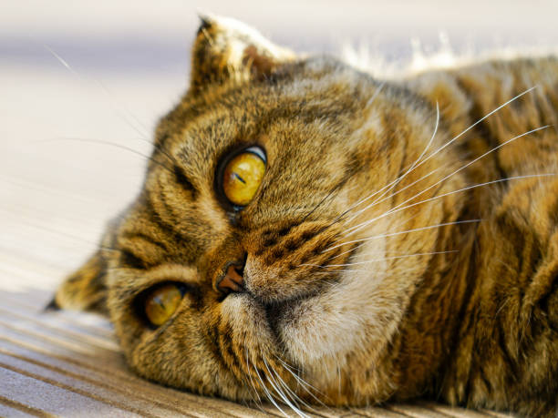 Relaxed beautiful brown striped scottish fold cat at home, closeup portrait