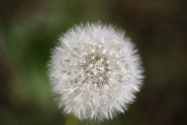 istock Beautiful dandelion close-up. 1430441136