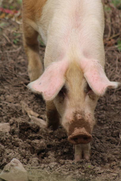 istock Howell Living History Farm 1430442203