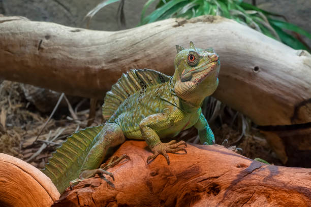 Green Basilisk Lizard (Basiliscus Plumifrons), a.k.a. Plumed Basilisk, Double Crested Basilisk, or Jesus Christ lizard.  Seen in BioPark Zoo, Albuquerque, New Mexico, USA.