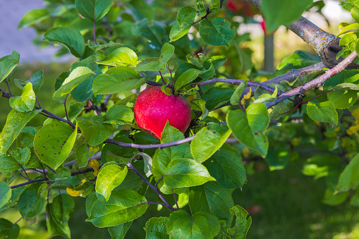 Close up view of red apple growing on tree on sunny autumn day.