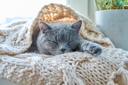 Gray cat pet sleeping on warm knitted woolen scarf on window, in cold autumn winter season. Comfort, calm, cozy, heating, animals, house concept
