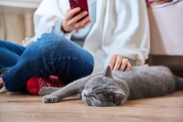 istock Female sitting on floor using smartphone, pet cat sleeping near owner 1430444380