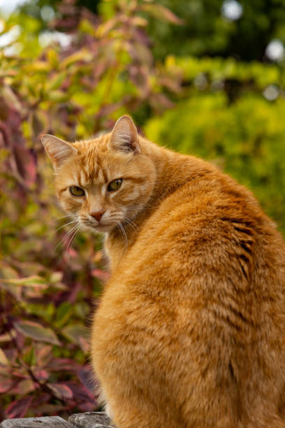 istock red haired female cat in a garden 1430446436