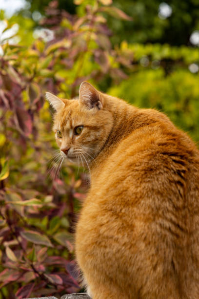 istock red haired female cat in a garden 1430446458