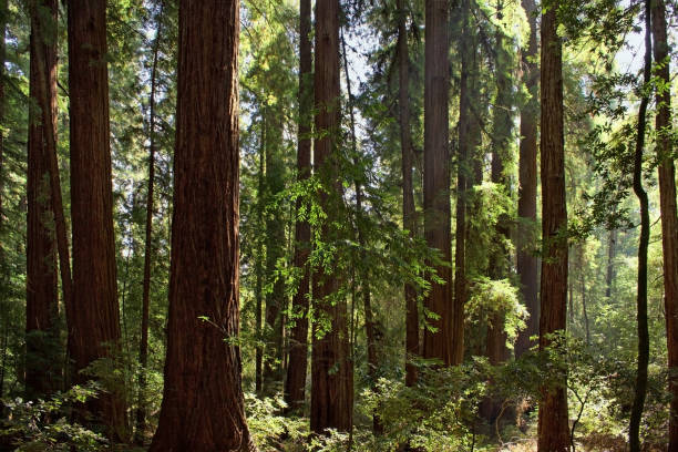 istock sunlight sparkling in hendy woods redwood state park 1430447779