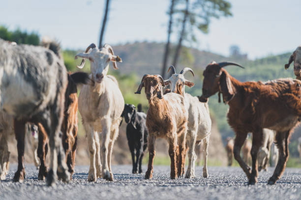 Goats and sheep on asphalt road