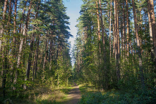 Forest in The City in Riga-Latvia