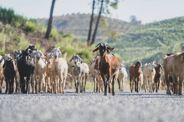 istock Goats and sheep on asphalt road 1430450564