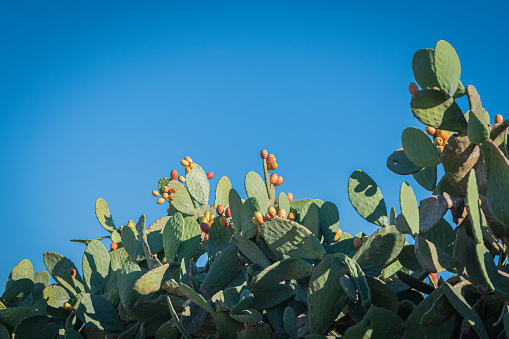 Opuntia Ficus Indica, the prickly pear. Ripe orange and yellow fruits of cactus and green thick leaves with needles