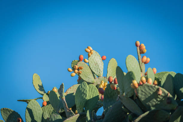 opuntia ficus indica, опунция. - prickly pear fruit cactus prickly pear cactus yellow стоковые фото и изображения