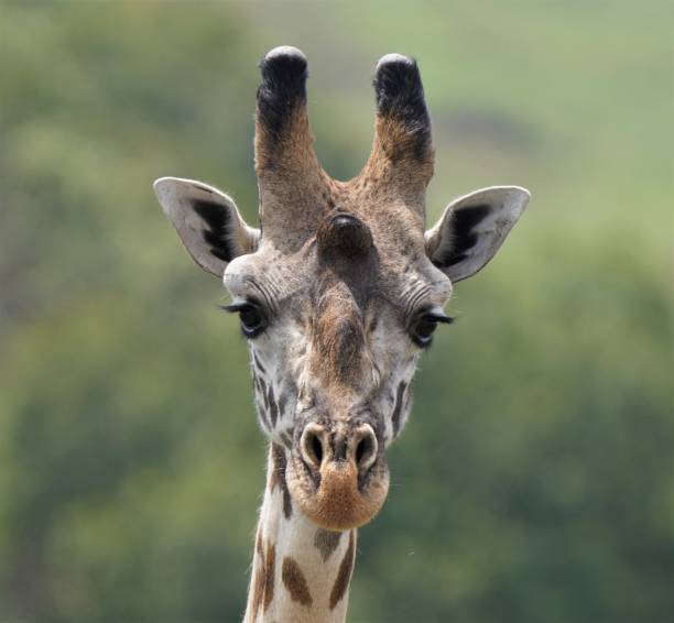 istock Close Up of Giraffe facing camera - Serengeti 1430452509