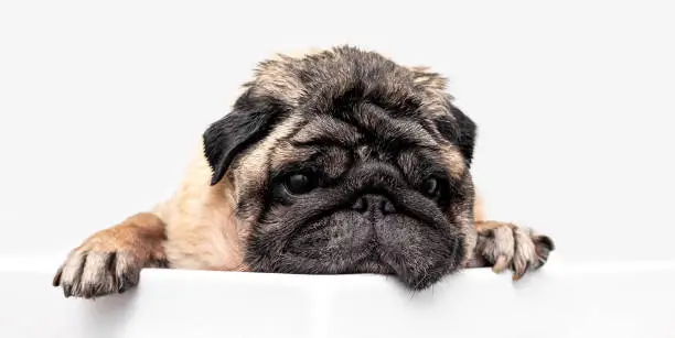 Photo of Grooming dogs. Pug in the bathroom.