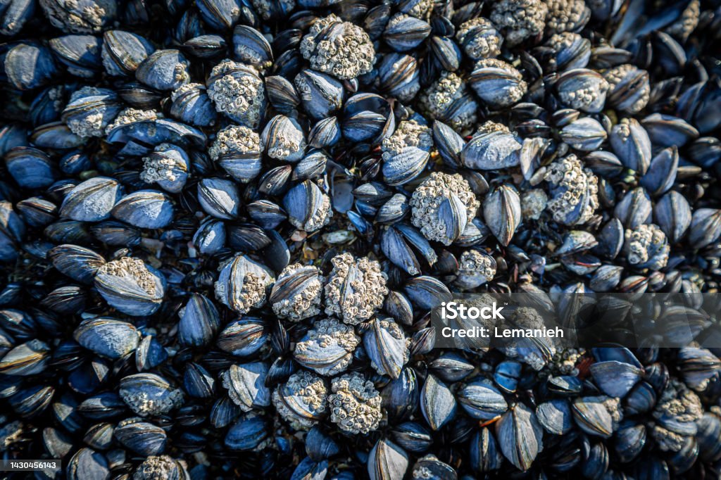 A full frame photograph of mussels on a rock at the beach An abundance of mussels on a rock at low tide, on Perranporth Beach in Cornwall Abundance Stock Photo