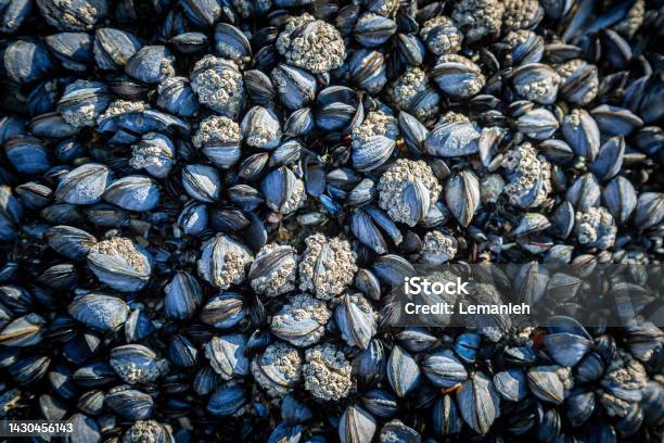 A Full Frame Photograph Of Mussels On A Rock At The Beach Stock Photo - Download Image Now