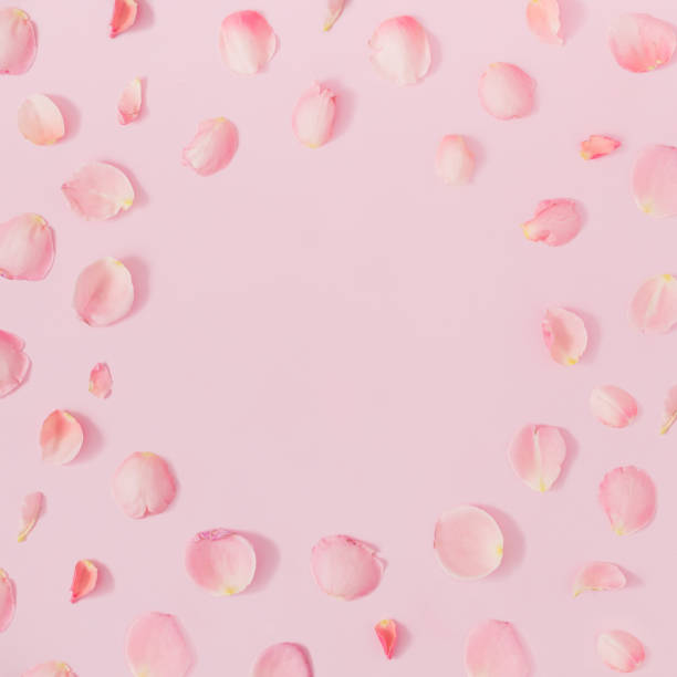 istock Pink rose petals round frame on bright pink background. Minimal romantic layout with copy space. 1430456279