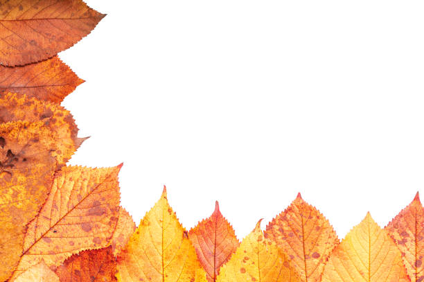 Beatiful colorful colored autumn leaves as a frame for design, white background, isolated, copypace,