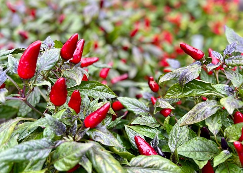 Red chili peppers in vegetable garden