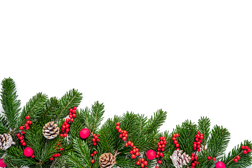 Christmas fir tree, cones and holly berries copy space isolated on white background real natural holly and fir