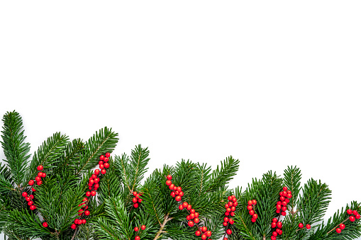 Christmas fir tree and holly berries copy space isolated on white background real natural holly and fir