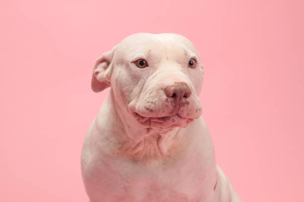 istock White and Brown Dog Sitting on Pink Backdrop 1430464208