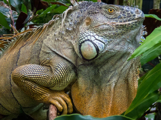 istock Close-up of an iguana 1430467762