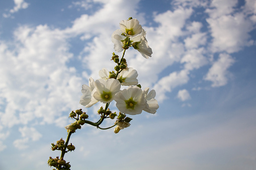 Beautiful flower rising to the sky. A wonderful flower with green buds and white petals against a blue sky and white clouds. Nature and Flora. Natural beauty background. Close-up