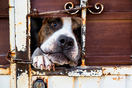A dog with his his head thrust into a small hole in a door, of an abandoned house, where he is kept as a canine guard - in cruel and  poor circumstances.