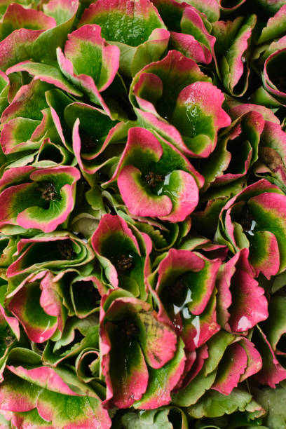 Гортензия Граффити Гортензия Граффити