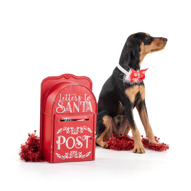 istock Puppy with Santa's letterbox 1430482100