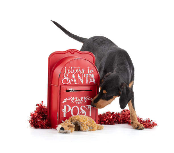 istock Puppy with Santa's letterbox 1430482102
